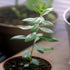 Live Henna/Mehndi Herbal Plant with Pot